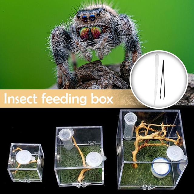 Spider Reptile Insect Feeding Box Reptile Breeding Box Terrarium Accessories  Insect Box For Spider Cricket Snail